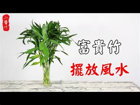 風水富貴竹|開運富貴竹風水指南：如何選擇數量？避免這6個禁忌，提升家庭。